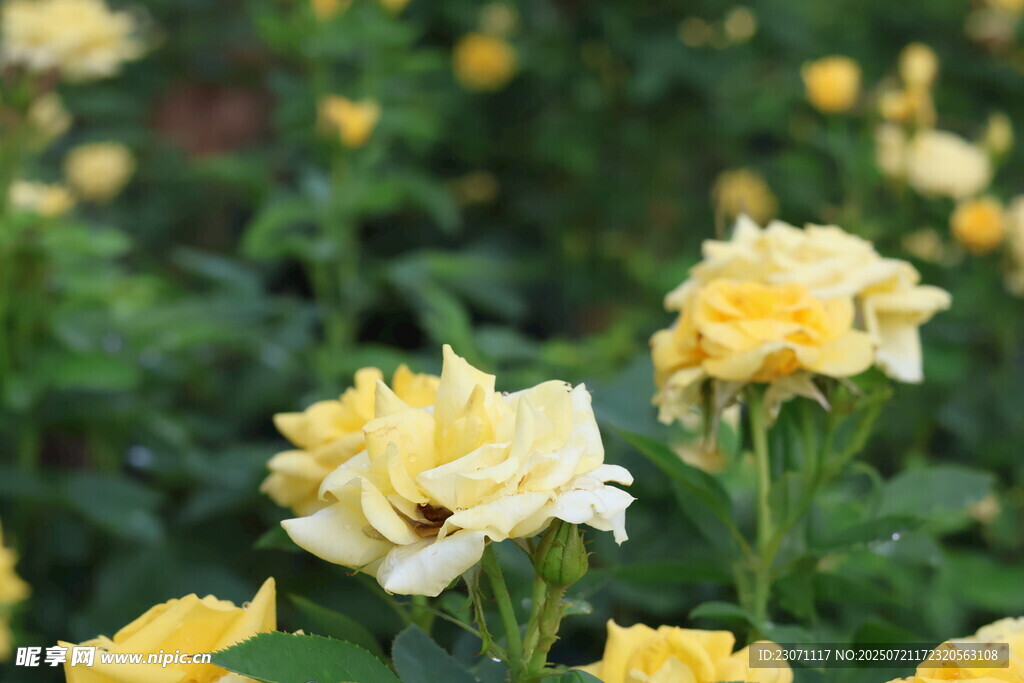 黄色月季花