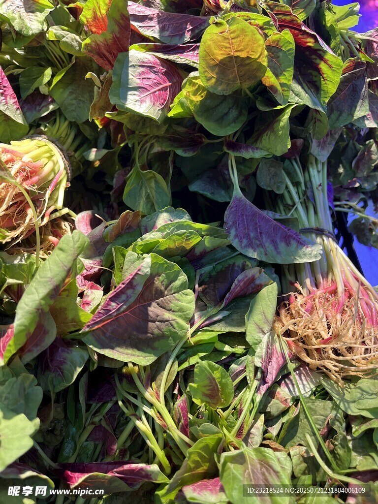 红觅菜