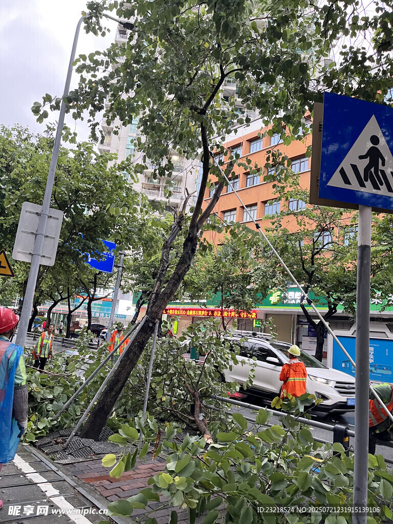 道路旁树木倒伏场景