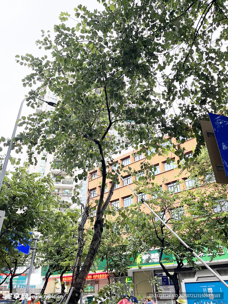 城市街边绿树