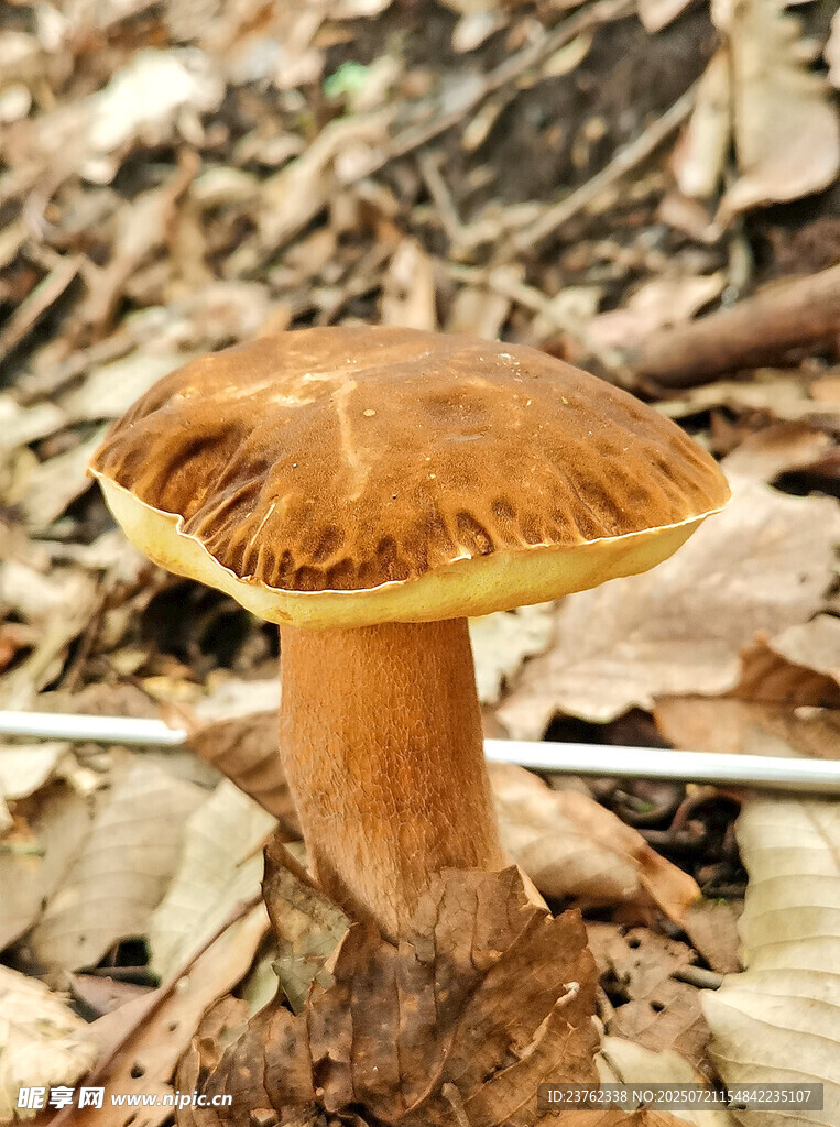 牛肝菌