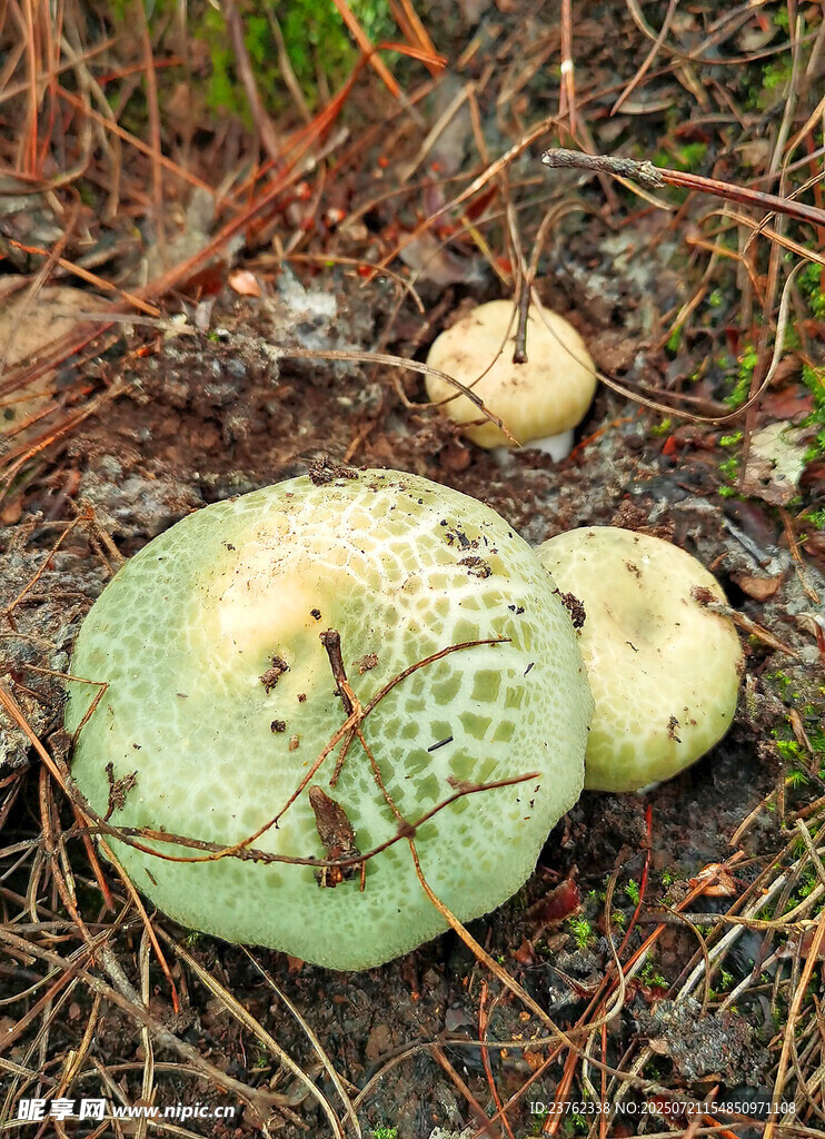 青头菌