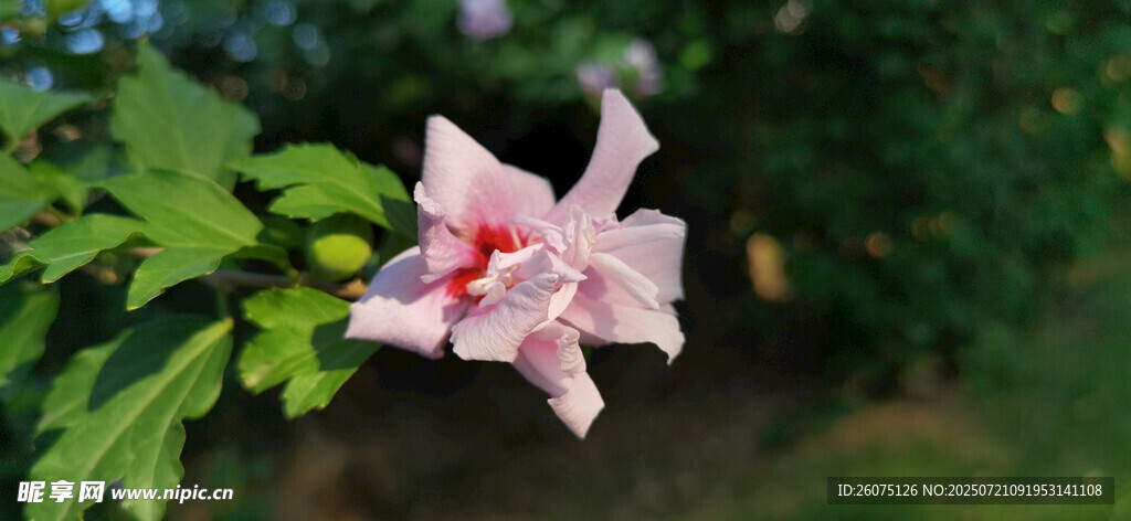 娇艳绽放的粉色木槿花朵