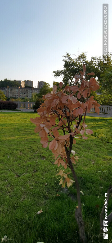 草地上的枯树枝
