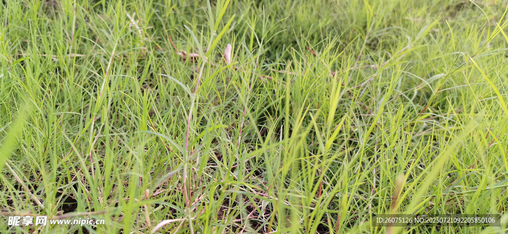 翠绿草地