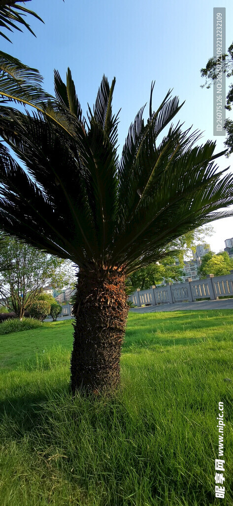 草地上的高大棕榈树