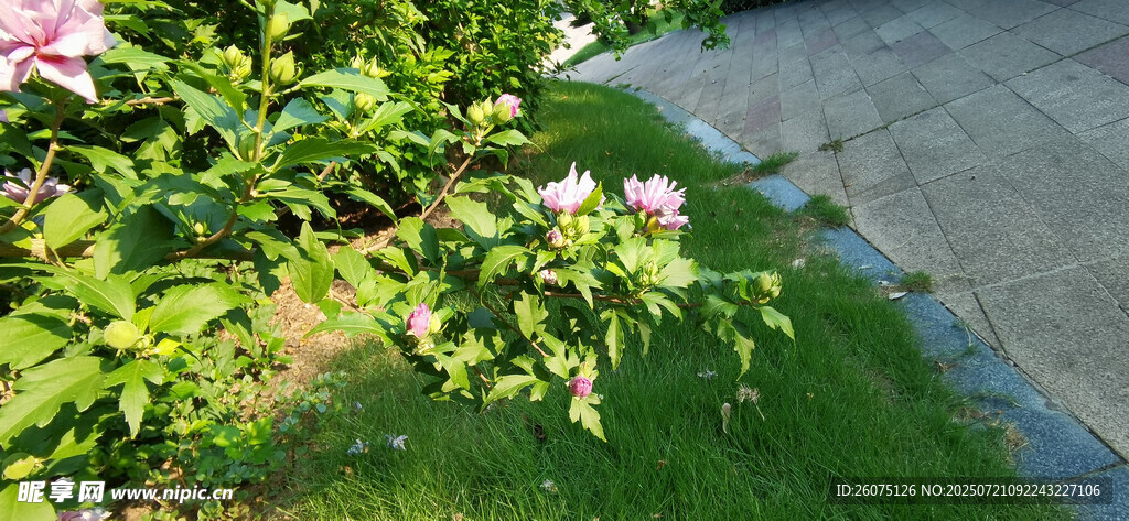 路边绽放的娇艳粉色木槿花朵