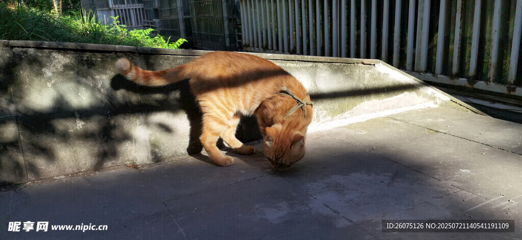 阳光下休憩的橘猫