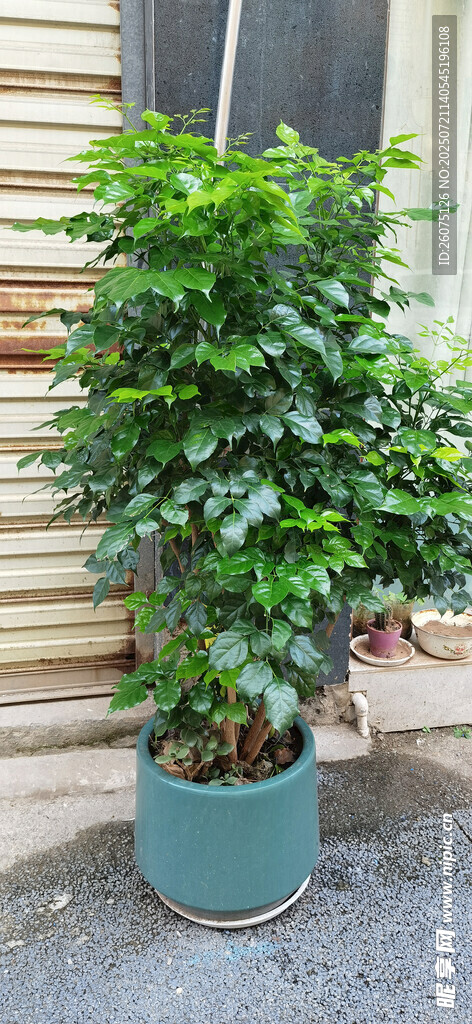 室内绿植盆栽