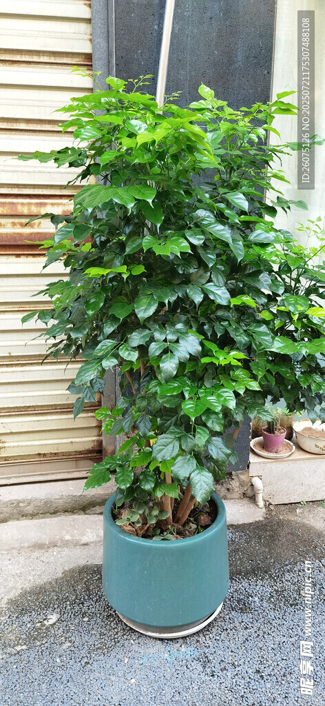室内绿植盆栽