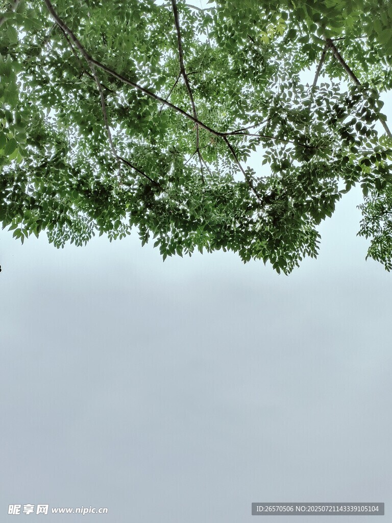 仰视繁茂枝叶与灰白天空