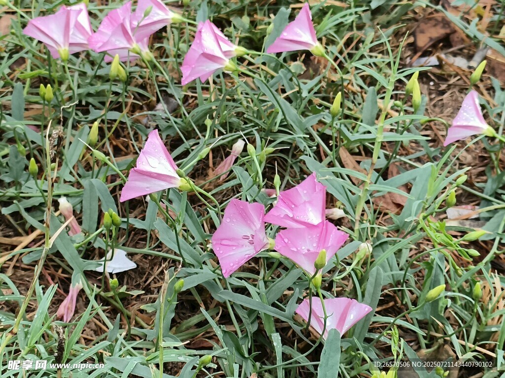 粉色牵牛花绽放于草丛