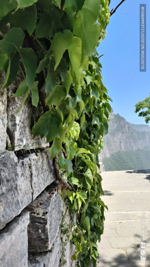 石墙上的翠绿藤蔓