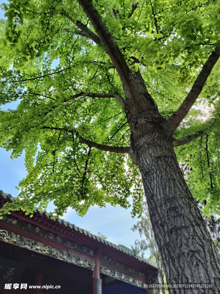 古树下的中式建筑风光