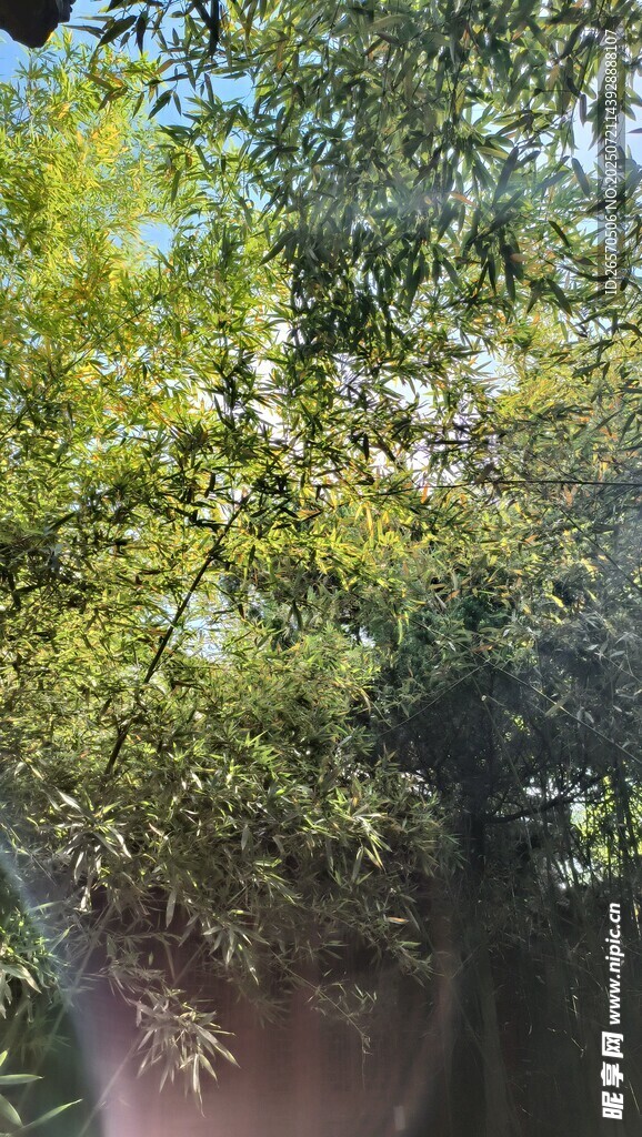 绿叶繁茂的树木景观