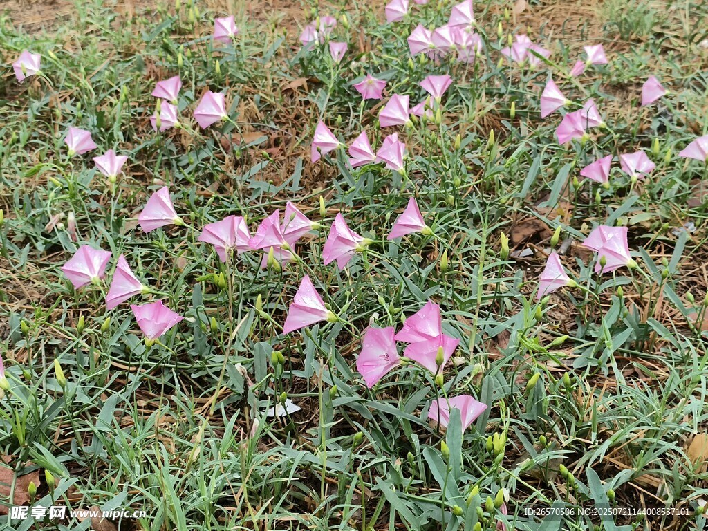 粉色野花
