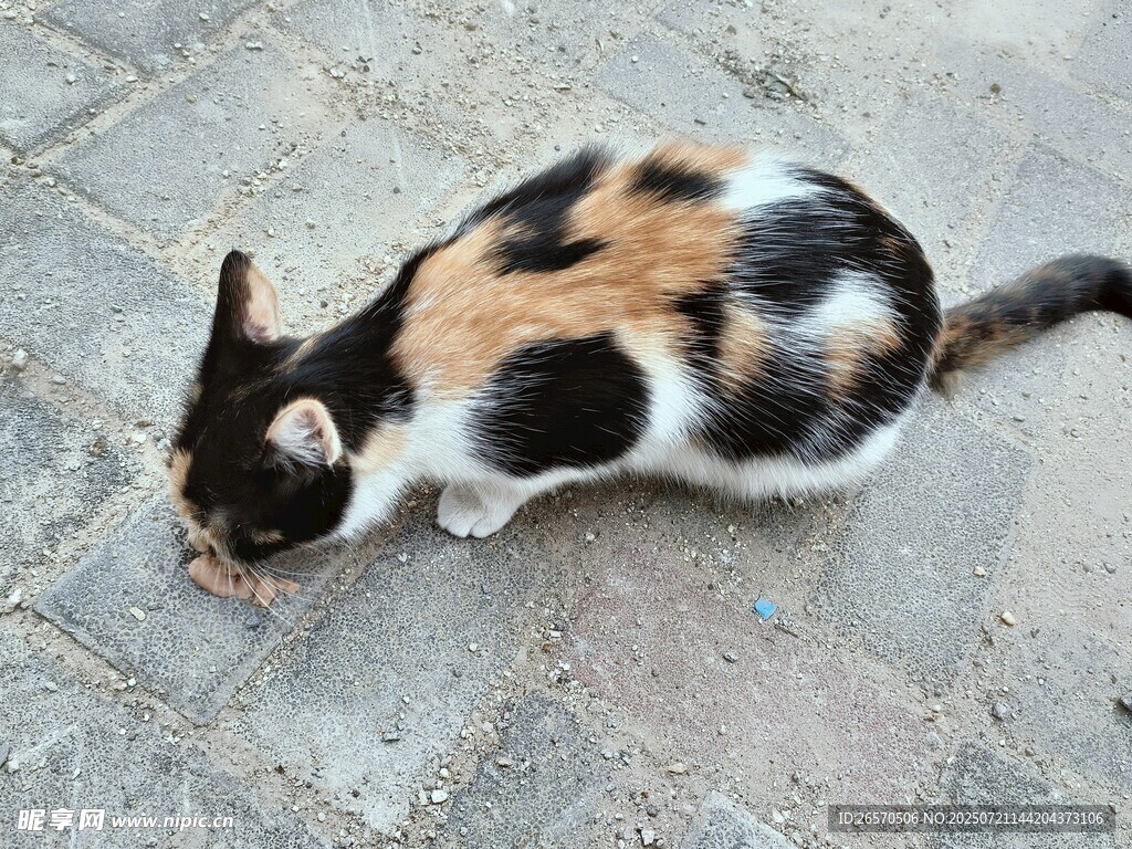 三色猫