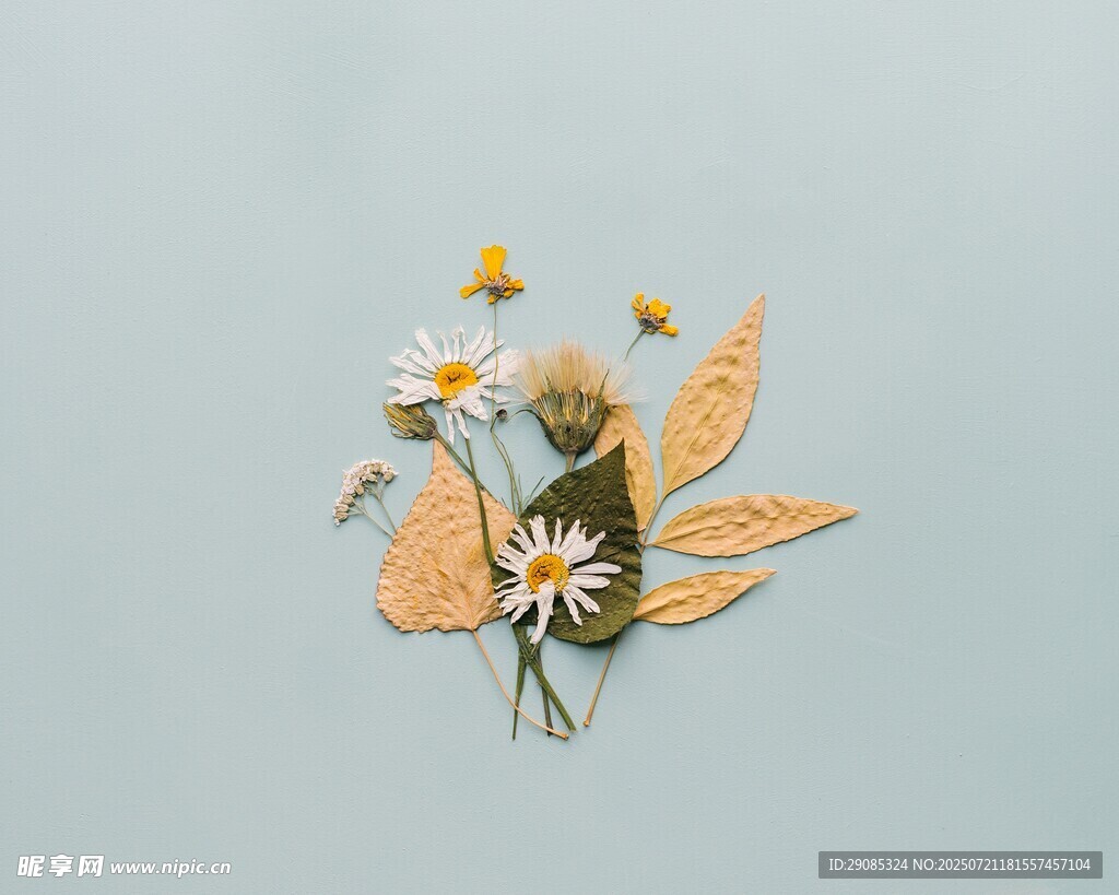 清新雏菊与枯叶的组合