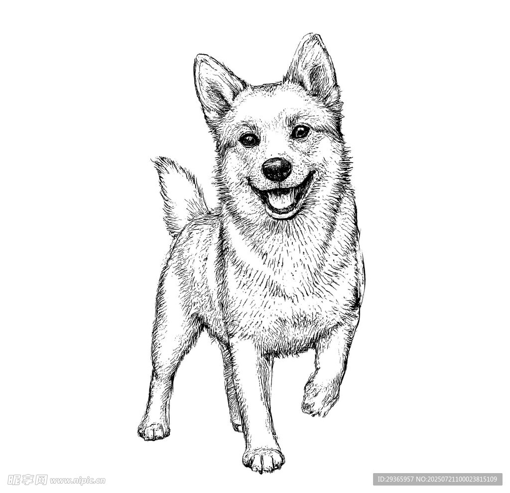 可爱站立小狗素描图