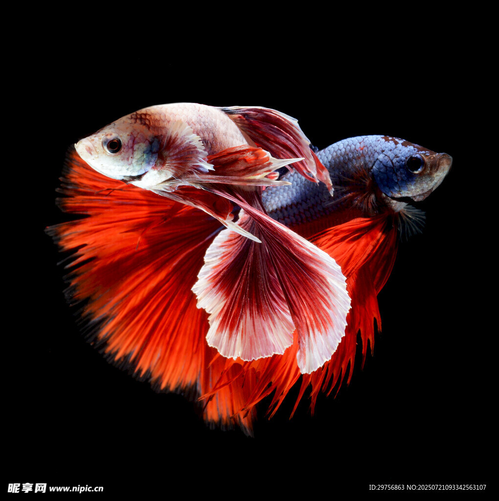 美丽斗鱼展示绚丽尾鳍