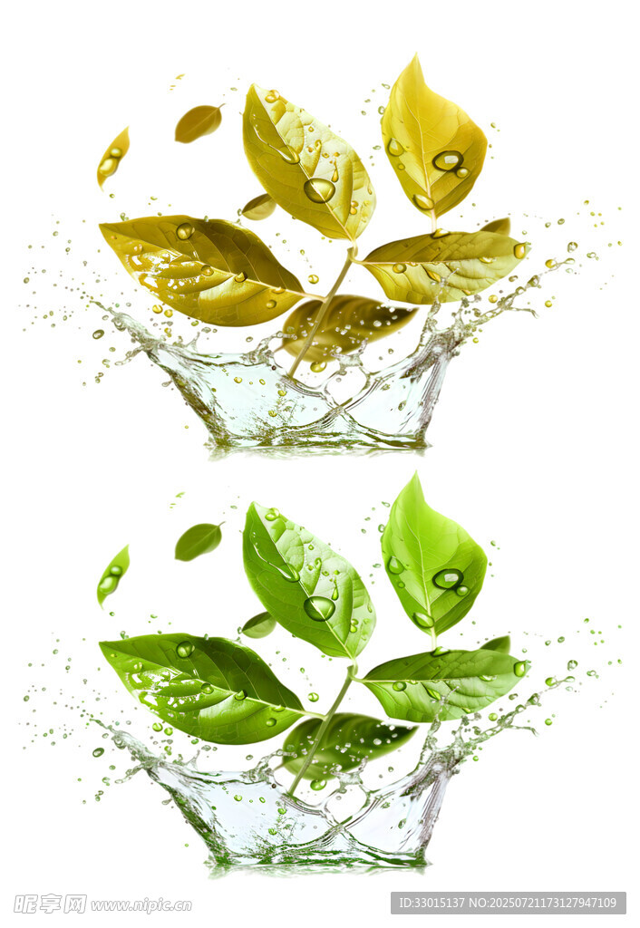 绿叶水花飞溅