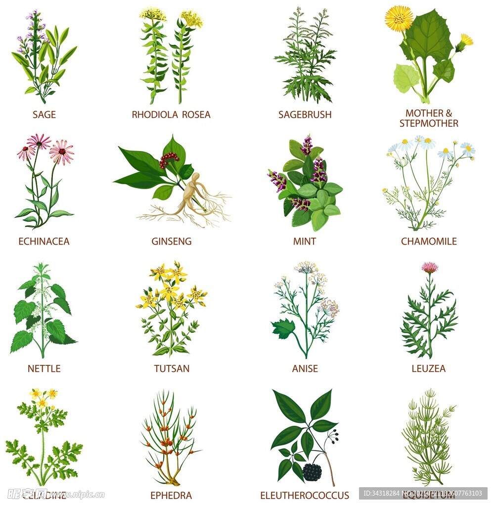 常见药用植物