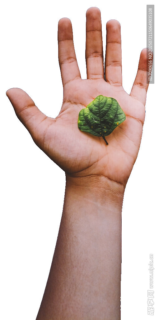 掌心绿植守护自然生机
