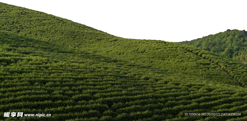 翠绿茶山风光