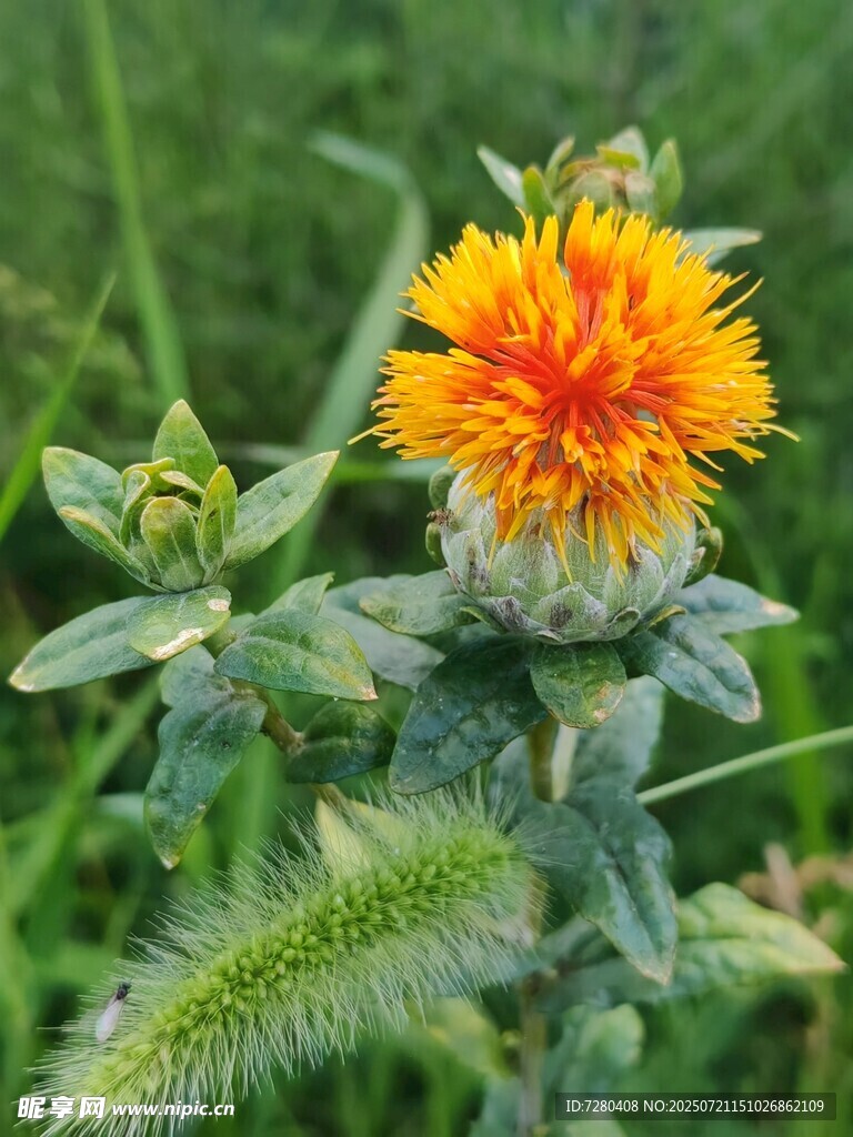 田野中的艳丽蓟花