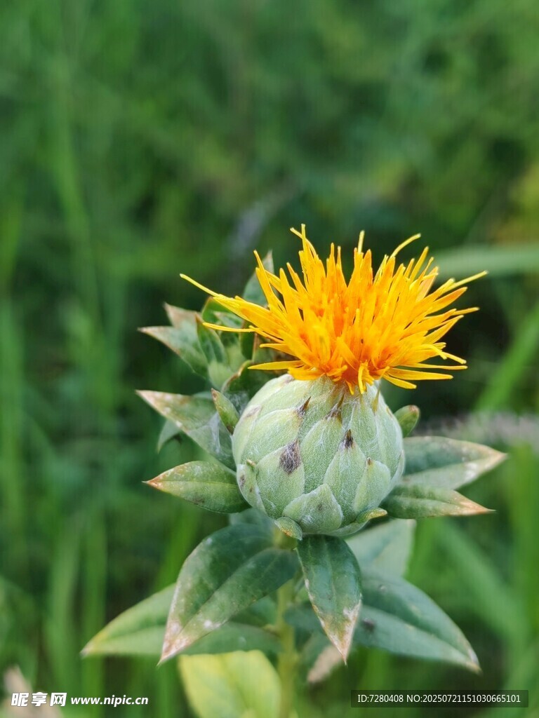 黄色蓟花特写