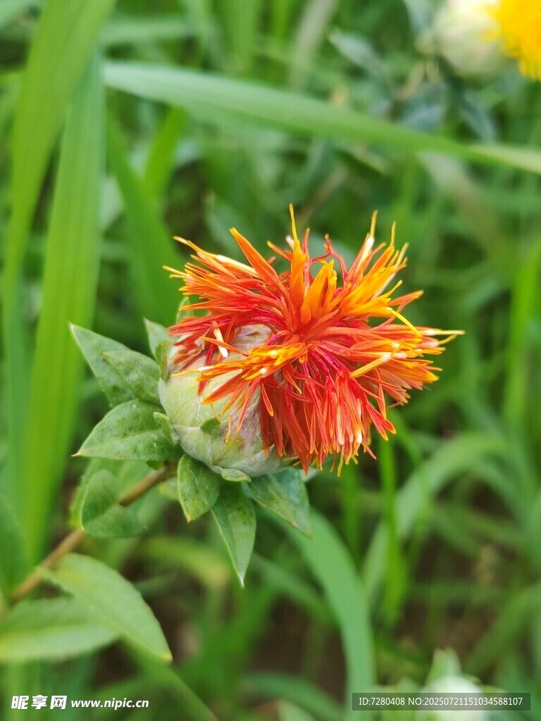 橙红色花朵上的小昆虫
