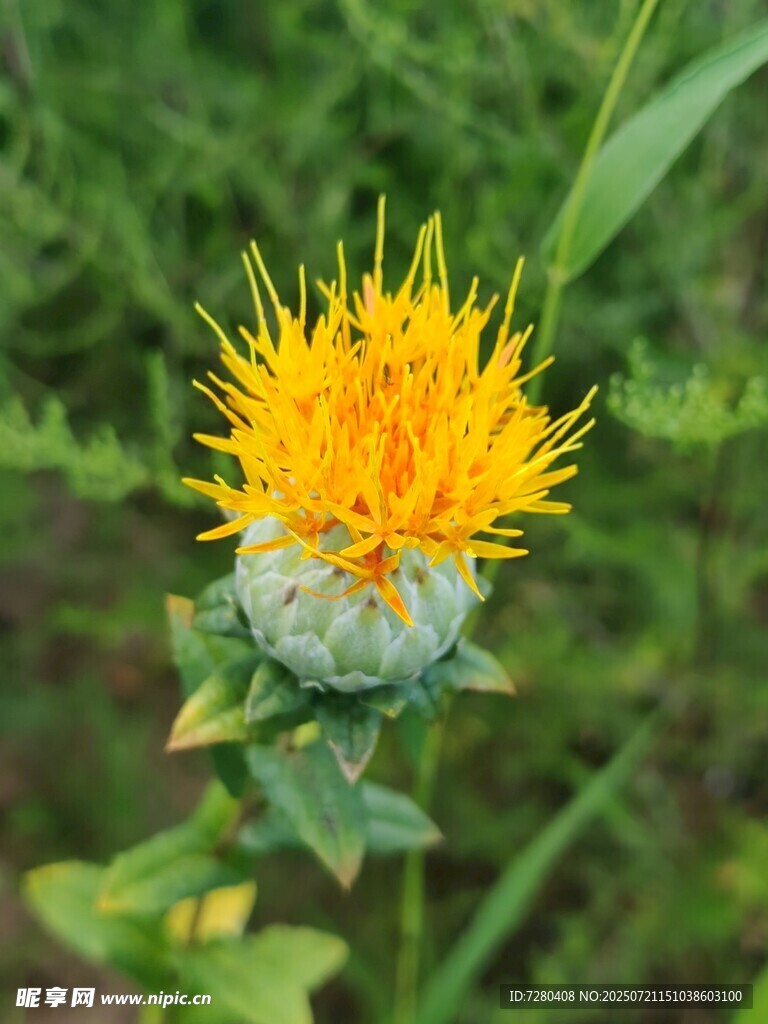 黄色蓟花特写