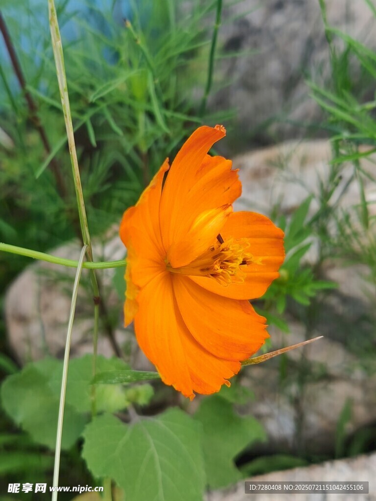 橙色单朵小花绽放