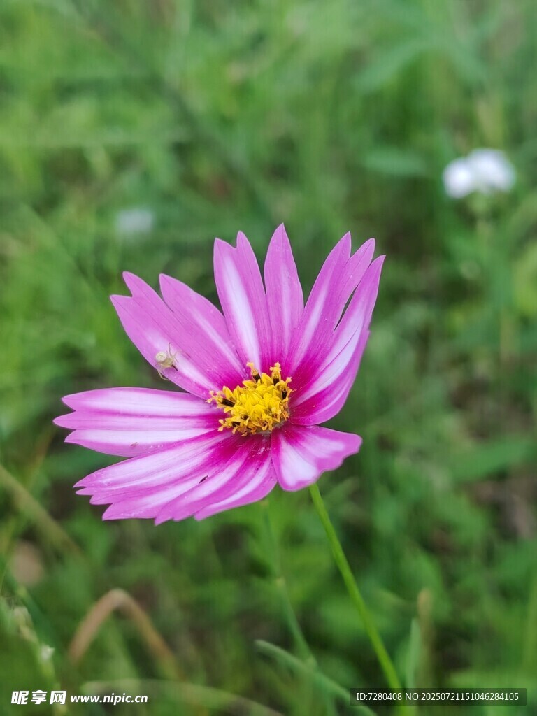 粉色波斯菊绽放于绿野