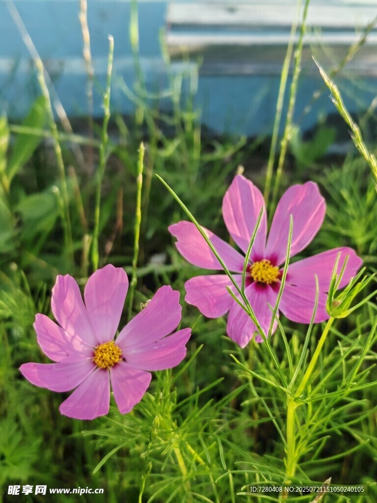 两朵娇艳的粉色波斯菊