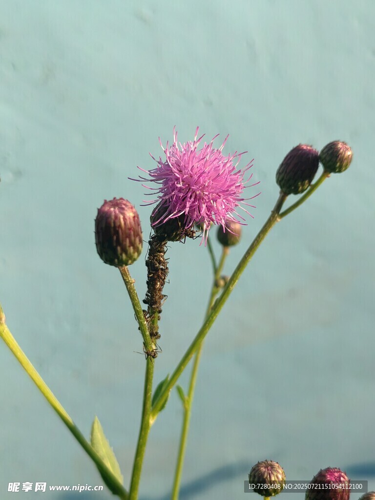 粉色绒球小花特写