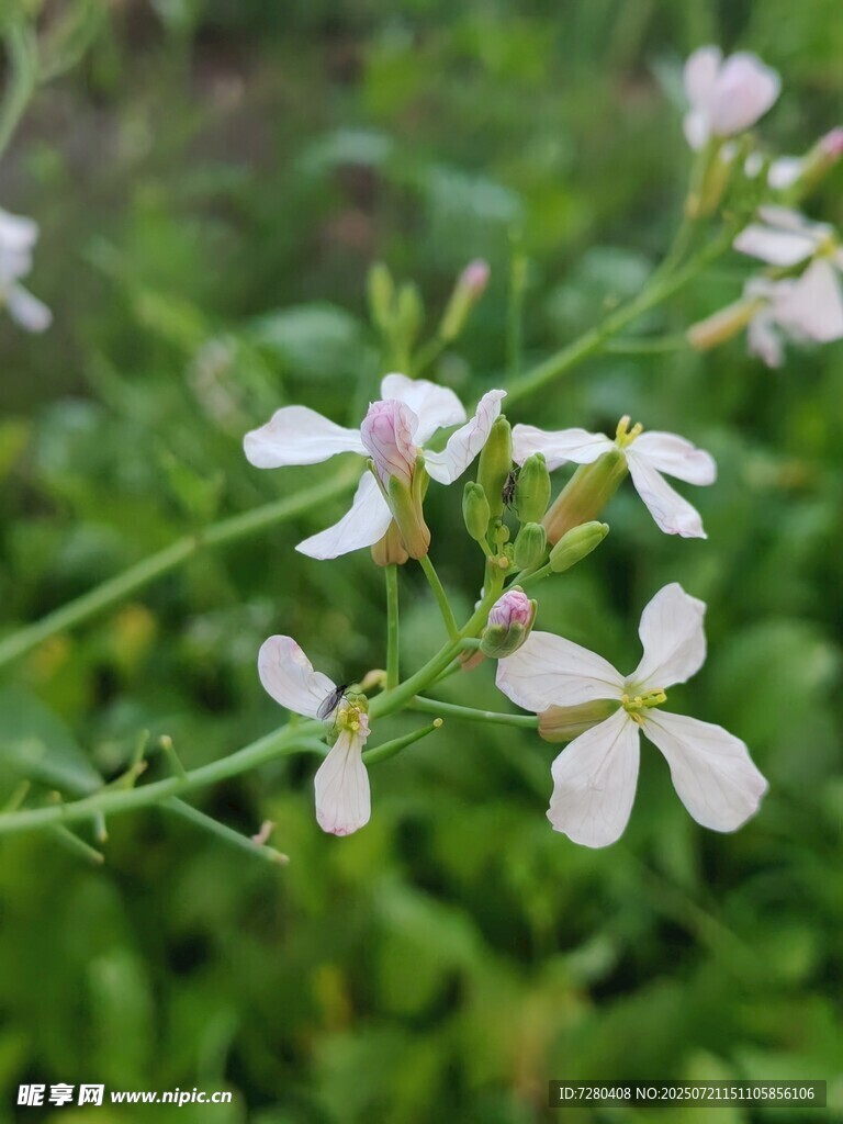 白色小花绽放于绿枝间