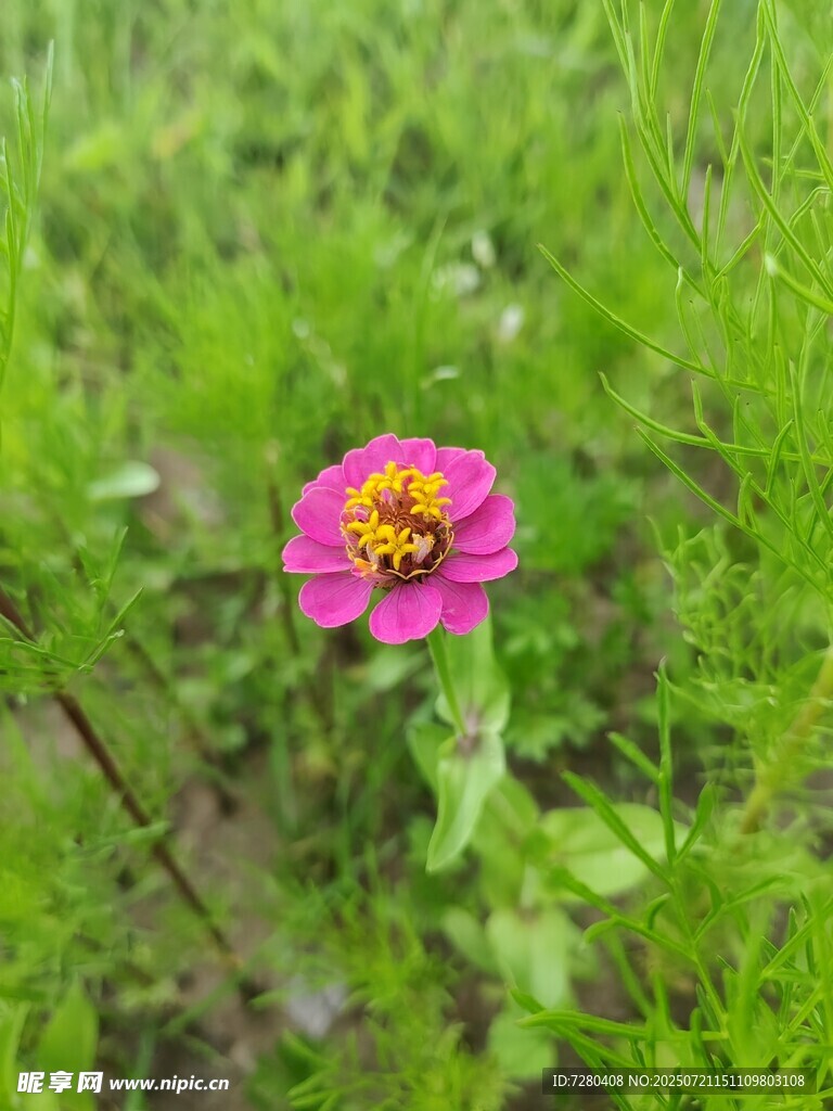草丛中的娇艳粉色花朵