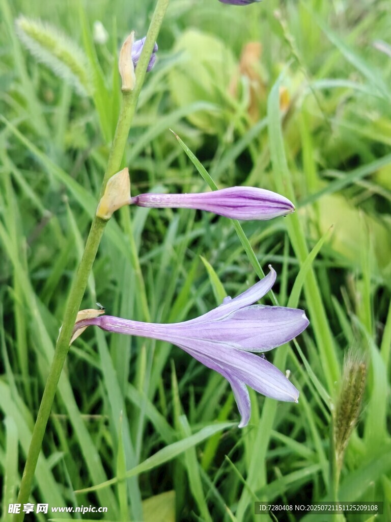 草丛中的紫色小花