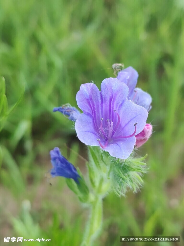 紫色小花绽放于绿野