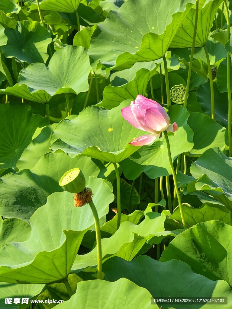 荷花