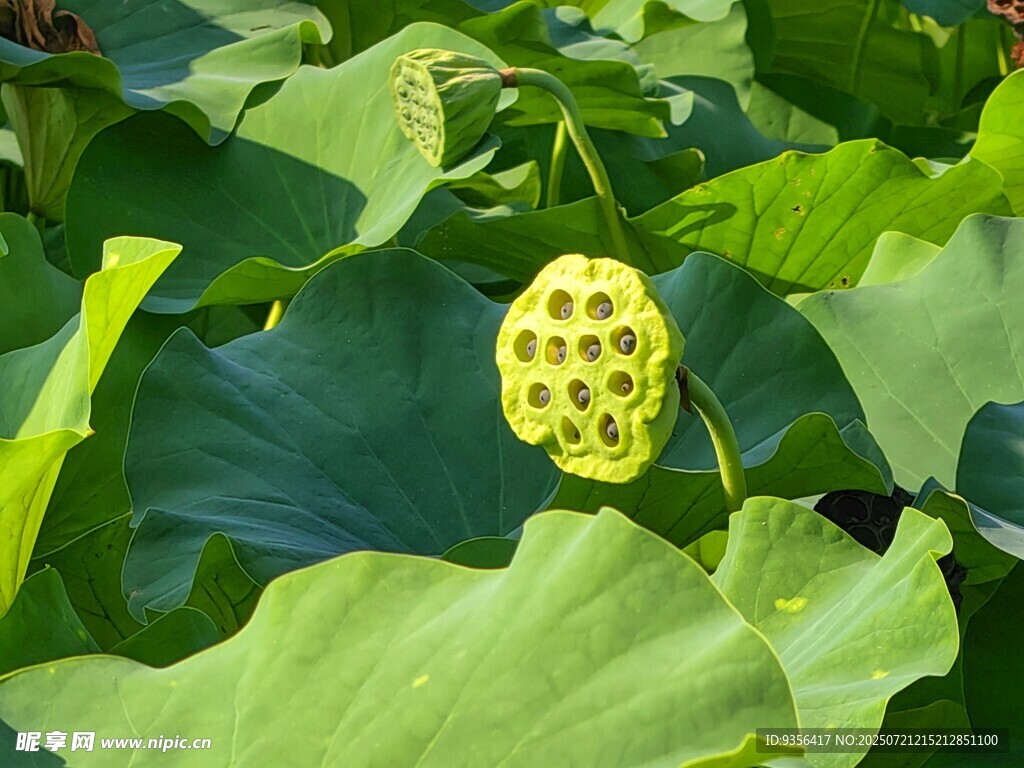莲蓬