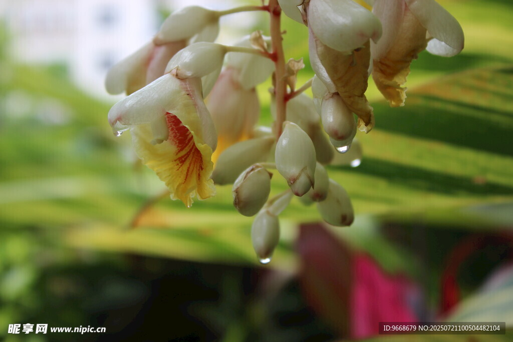 垂挂的美丽花卉