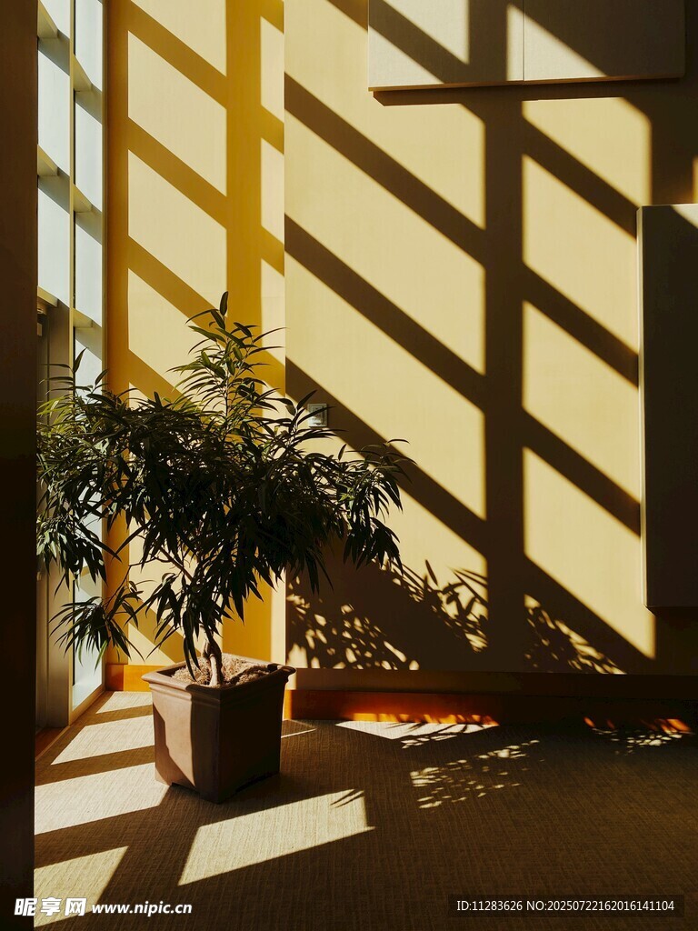 室内光影下的绿植景观