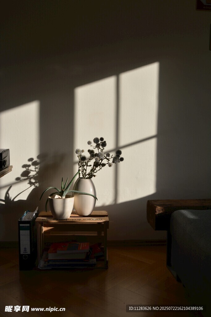 阳光洒落室内绿植小景