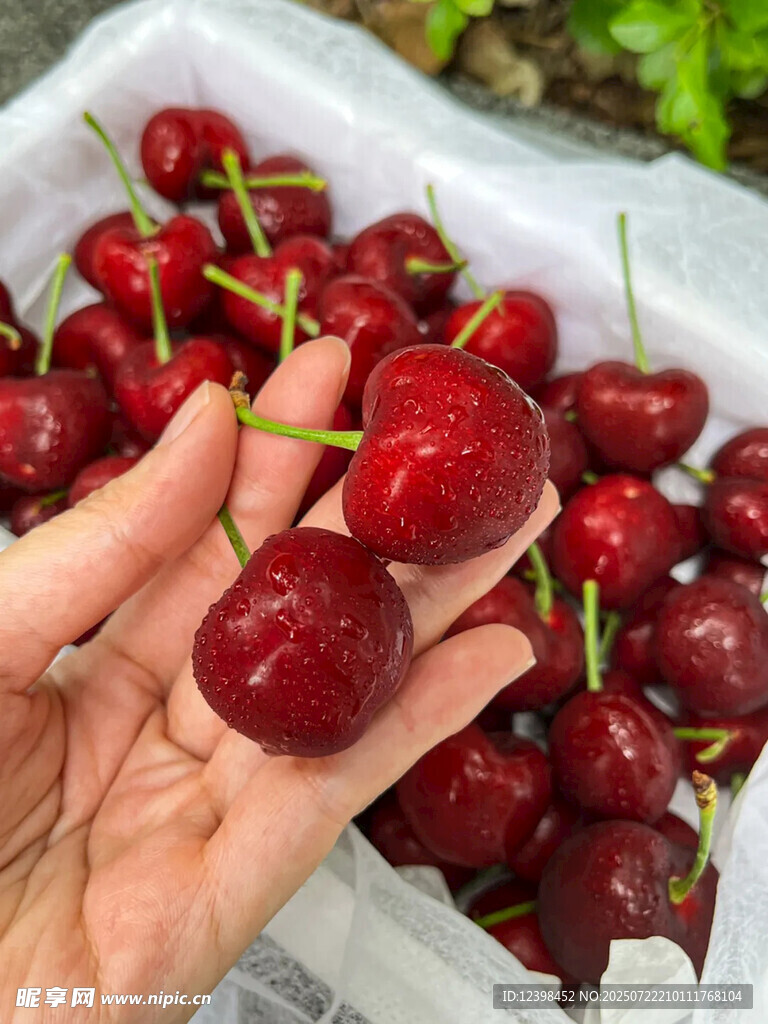 樱桃