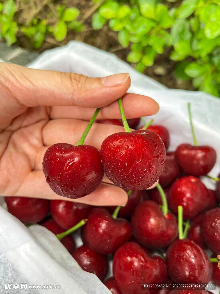 大樱桃