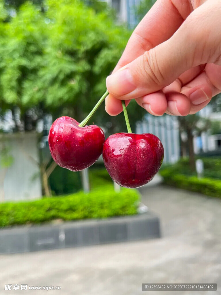 樱桃