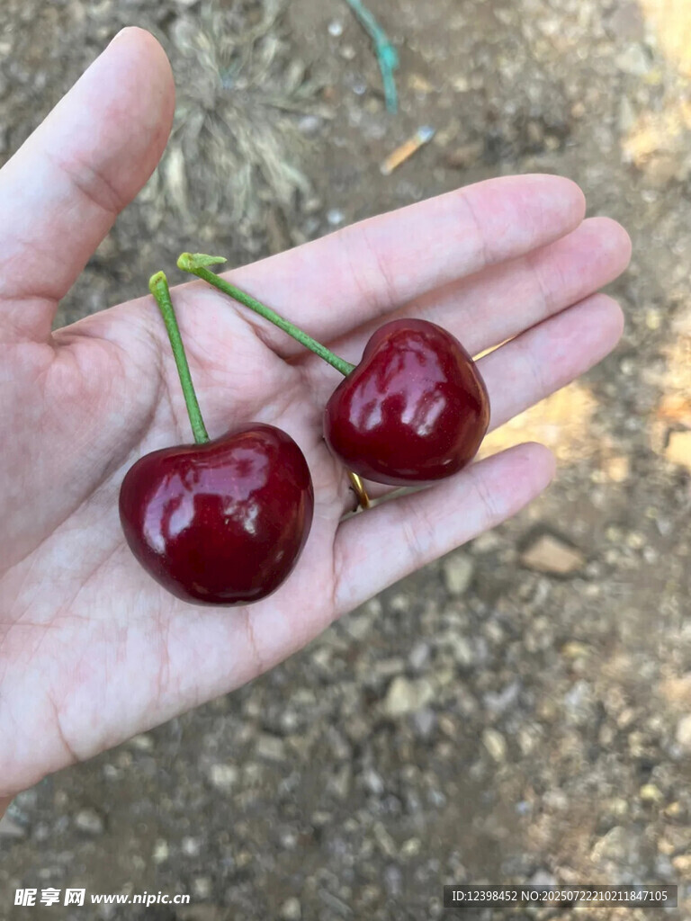 樱桃