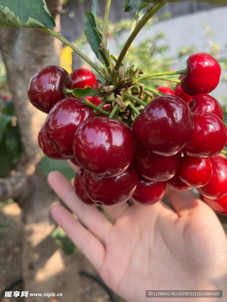 樱桃